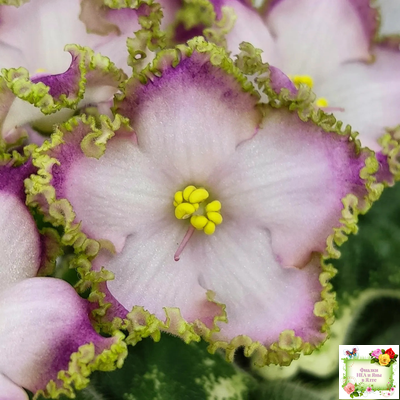 НД-Вербена (Н. Данилова-Суворова) 2021 г.