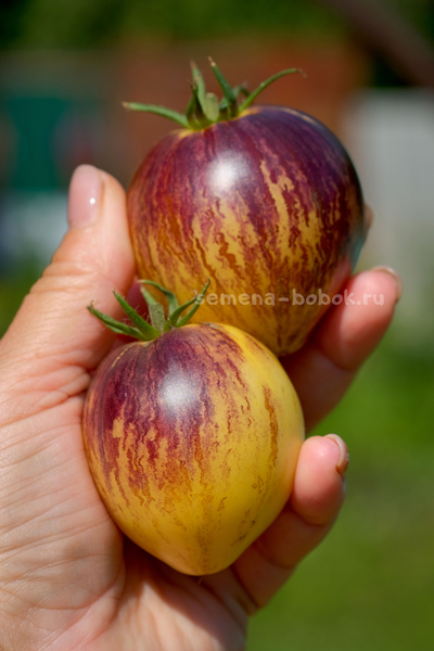 Томат Rebel Starfighter Kayleigh Anne (Восставший Звездный Истребитель Кейли Энн сердце), 10 шт