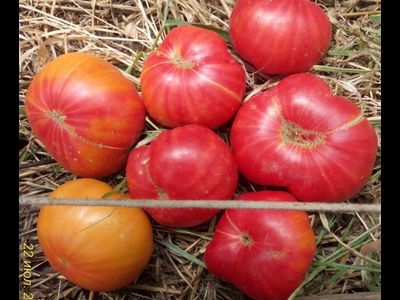 Томат Немецкий полосатый (Striped German)