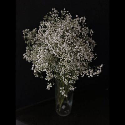 Гипсофила белая 11 шт