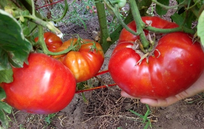 Томат Замок Шартр (усл)