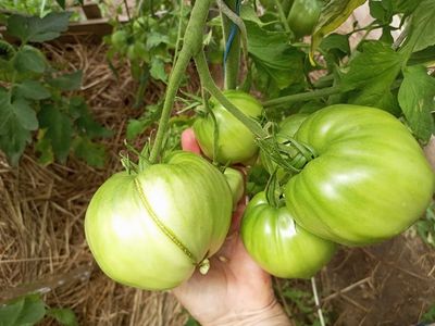 Томат Кинг конг (King kong)