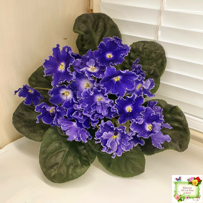 DS-Сияющий Колокольчик (Dimetris) 2014 г. (лист посажен 27.10.25)