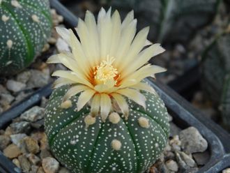 Astrophytum asterias Miracle - 10 семян