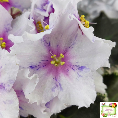 Dn-Love Time (Д. Денисенко) 2021 г.