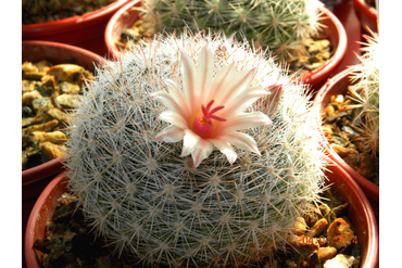 Mammillaria candida