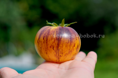 Томат Rebel Starfighter Kayleigh Anne (Восставший Звездный Истребитель Кейли Энн круглый), 10 шт