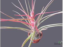 Mali dofitas тилландсия