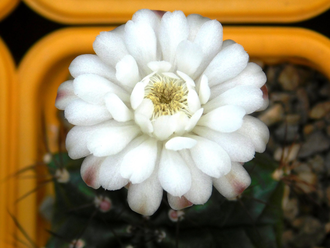 Gymnocalycium spec. VoS-329 - 10 семян