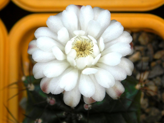 Gymnocalycium spec. VoS-329 - 5 семян