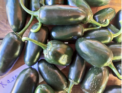 Перец острый Jalapeno Telica