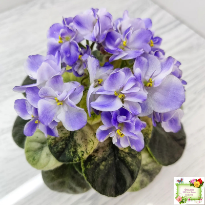 Rob's Wascally Wabbit (R. Robinson) (10983) 05/16/2018