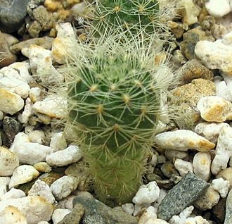 Sulcorebutia swobodae WF 039