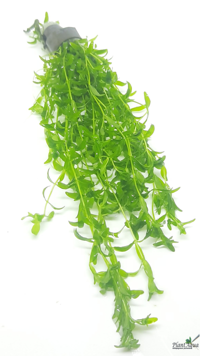 Микрантемум Микрантемойдес (пучок)