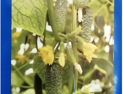 Огурец Арена (Арктика ) F1- 8шт