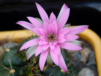 Gymnocalycium spec. VoS-49 - 10 семян