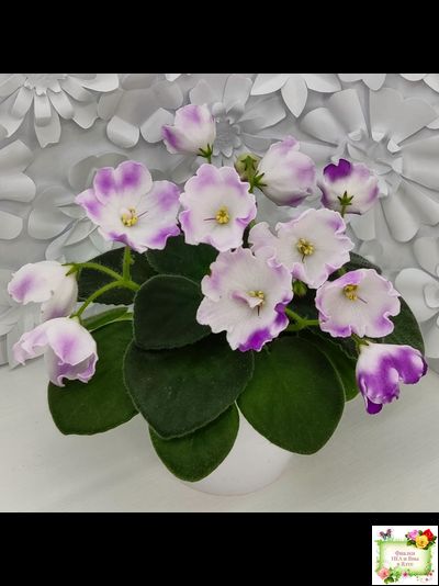 SimSim Magic Bells (Alex Mayer) (лист посажен 07.10.25)