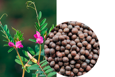 Вика яровая "Спутница"