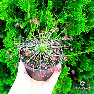 Drosera "Paradoxa"