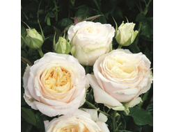 Роза Май Герл (My Girl), ОКС, Россия