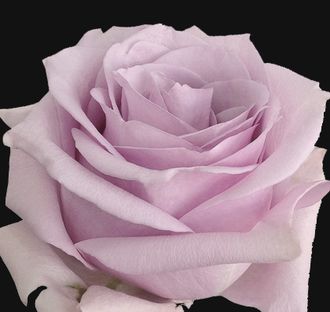 Наутика (Nautica ), срезочный.