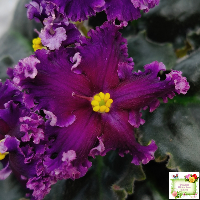 НК-Декамерон (Н.Козак) 2019 г.