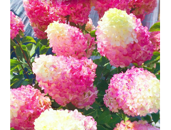 Гортензия метельчатая Строберри Блоссом (Strawberry Blossom), 0,5 л