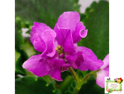 LV-Крапивка (Л. Шевелева) 2024 г. (лист посажен 15.09.25)