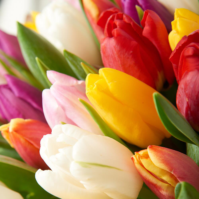 Микс из 25 тюльпанов