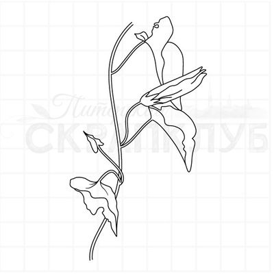 Штамп с тюльпаном, ботаника