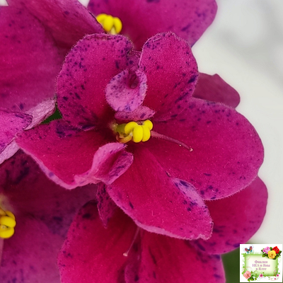 Mac’s Paisley Pattern (G.McDonald)