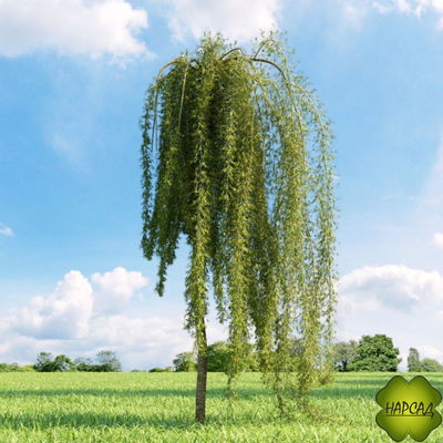 КАРАГАНА ДРЕВОВИДНАЯ (АКАЦИЯ) НА ШТАМБЕ 1,6 м