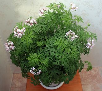 Candy Dancer - пеларгония душистая - описание сорта, фото - купить черенок в Перми и почтой