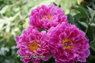 Paeonia Pink Kisses