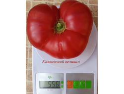 Томат Кавказский великан