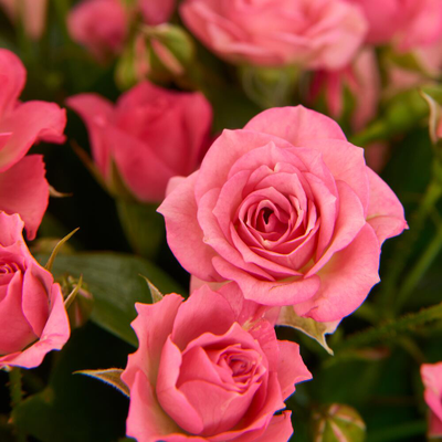 11 розовых кустовых роз