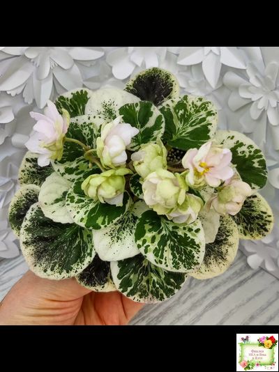 ЛЕ-Элли (Е. Лебецкая)