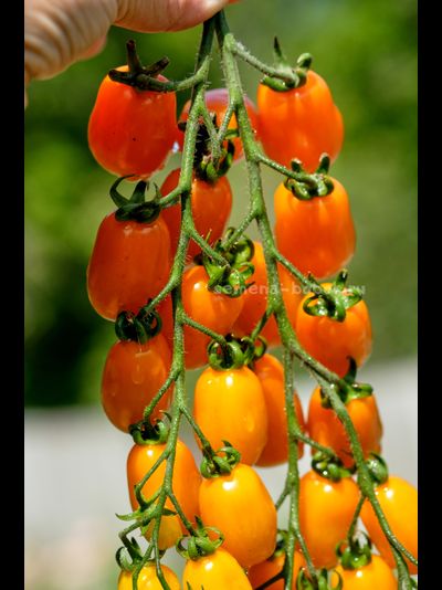 Томат Сан-Марцано Иса, 10 шт