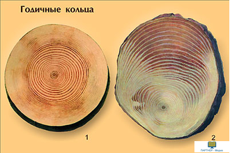 Дерево и его значение, слайд-комплект (20 слайдов), начальная школа