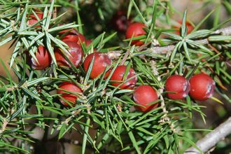 Можжевельник колючий (Juniperus oxycedrus) - 100% натуральное эфирное масло