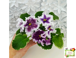 МТ-Сладкая Фантазия (М. Тотиева) 2022 г.