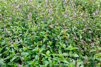 Мята перечная (Mentha piperita), Египет (30 мл) - 100% натуральное эфирное масло