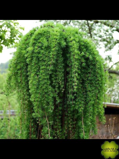 ЛИСТВЕННИЦА КЕМПФЕРА СТИФФ ВИПЕР (штамб высотой 1,5 м, саженец пушистый)