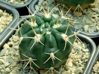 Gymnocalycium bruchii v. niveum VG 536