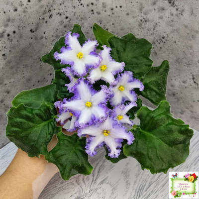 РМ-Франческа (Н. Скорнякова) 2019 г. (лист посажен 05.10.25)