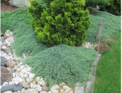 Можжевельник горизонтальный Ice Blue, C10