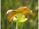 Семена Sarracenia Leucophylla red stripe throat