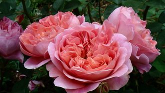 Боскобель (Boscobel).