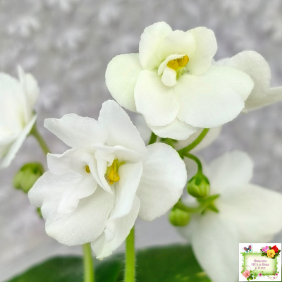 ШН-Космическая Фея (Н. Шушакова) 2019 г.