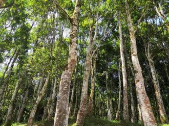 Уд Малазийский (Aquilaria Malaccensis) Индия, 1 г - 100% натуральное эфирное масло
